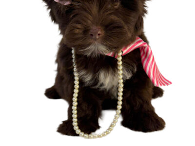 Extreme Dark Chocolate! Brandy