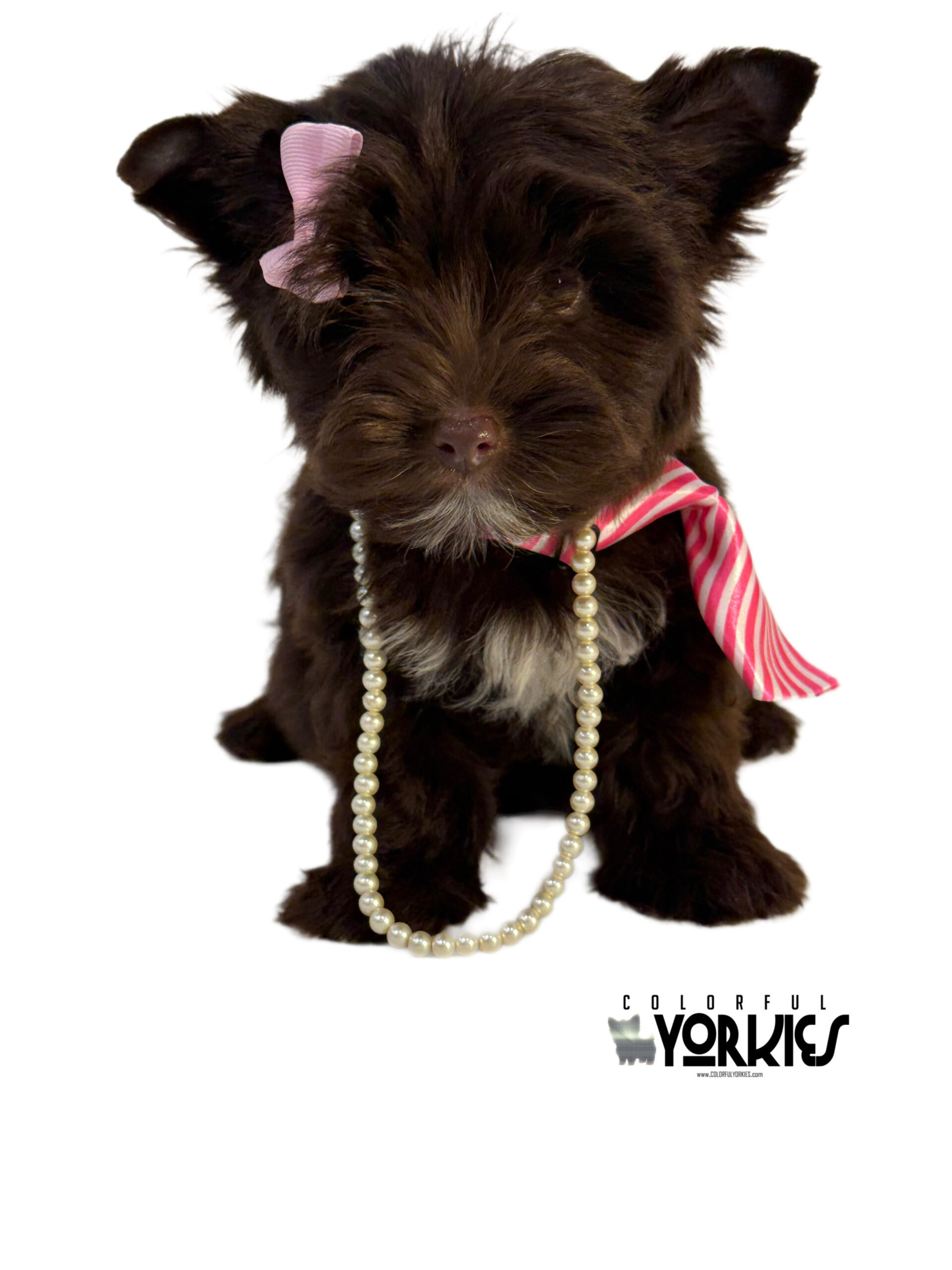 Extreme Dark Chocolate! Brandy