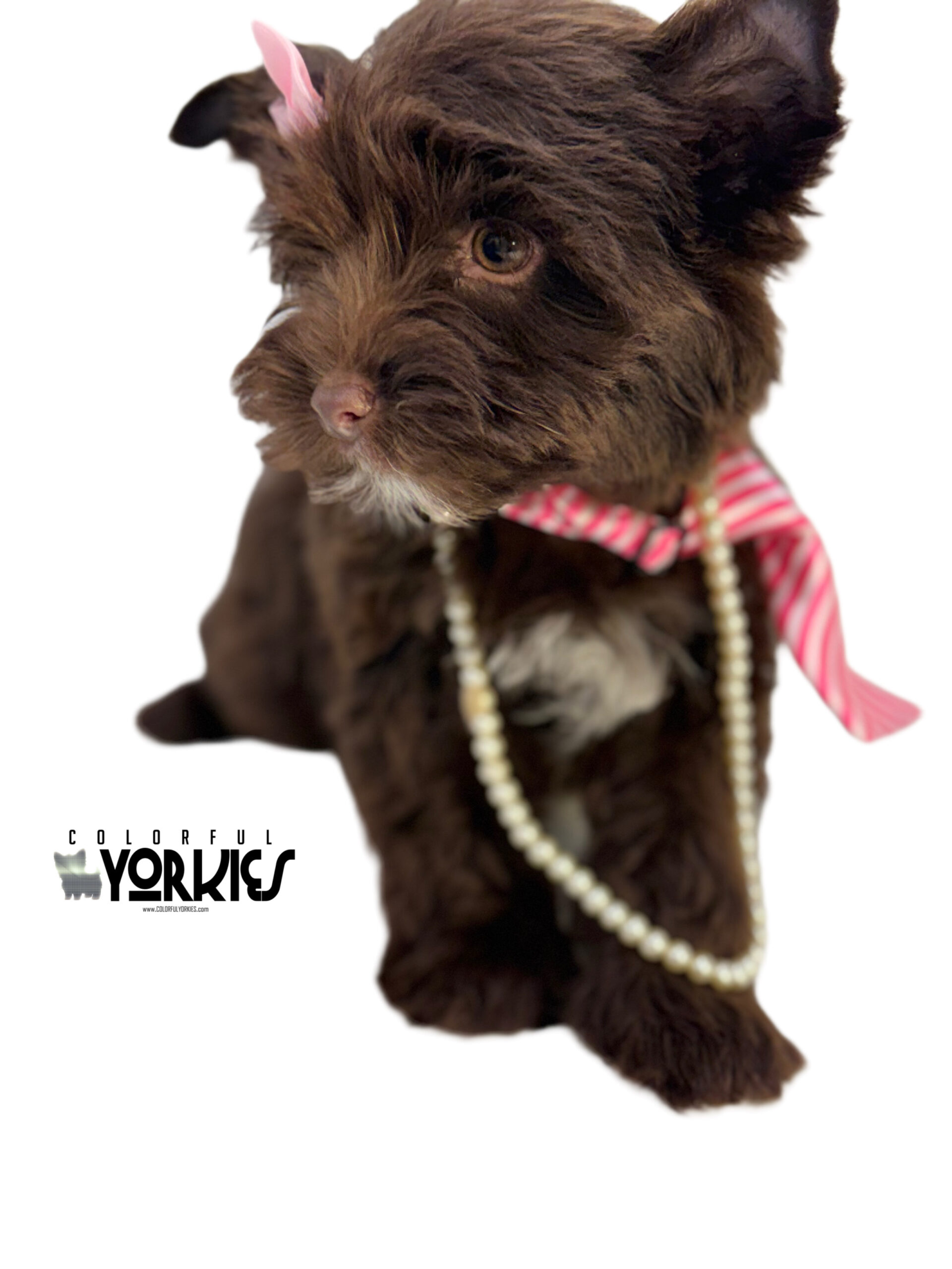 Extreme Dark Chocolate! Brandy - Image 7