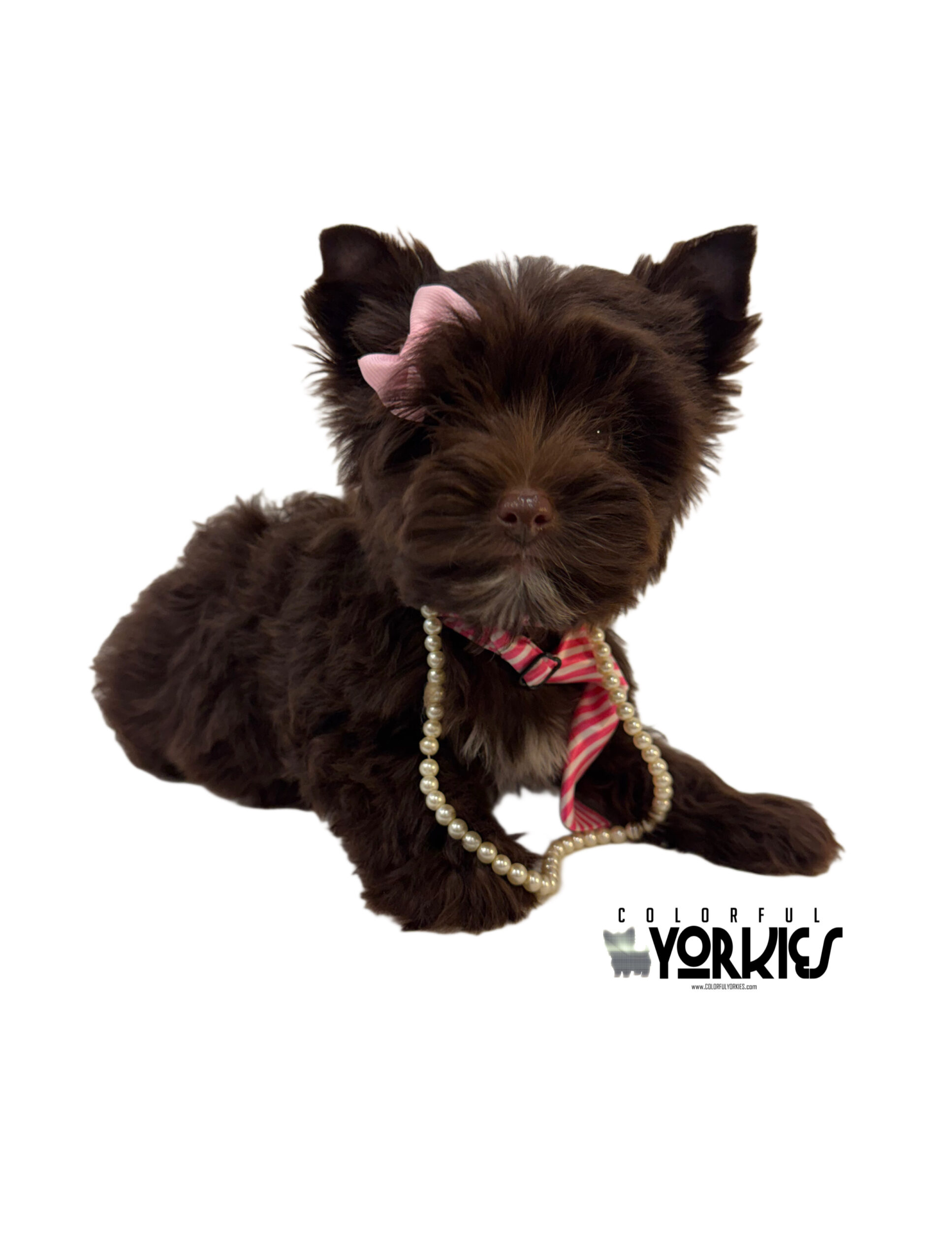 Extreme Dark Chocolate! Brandy - Image 2