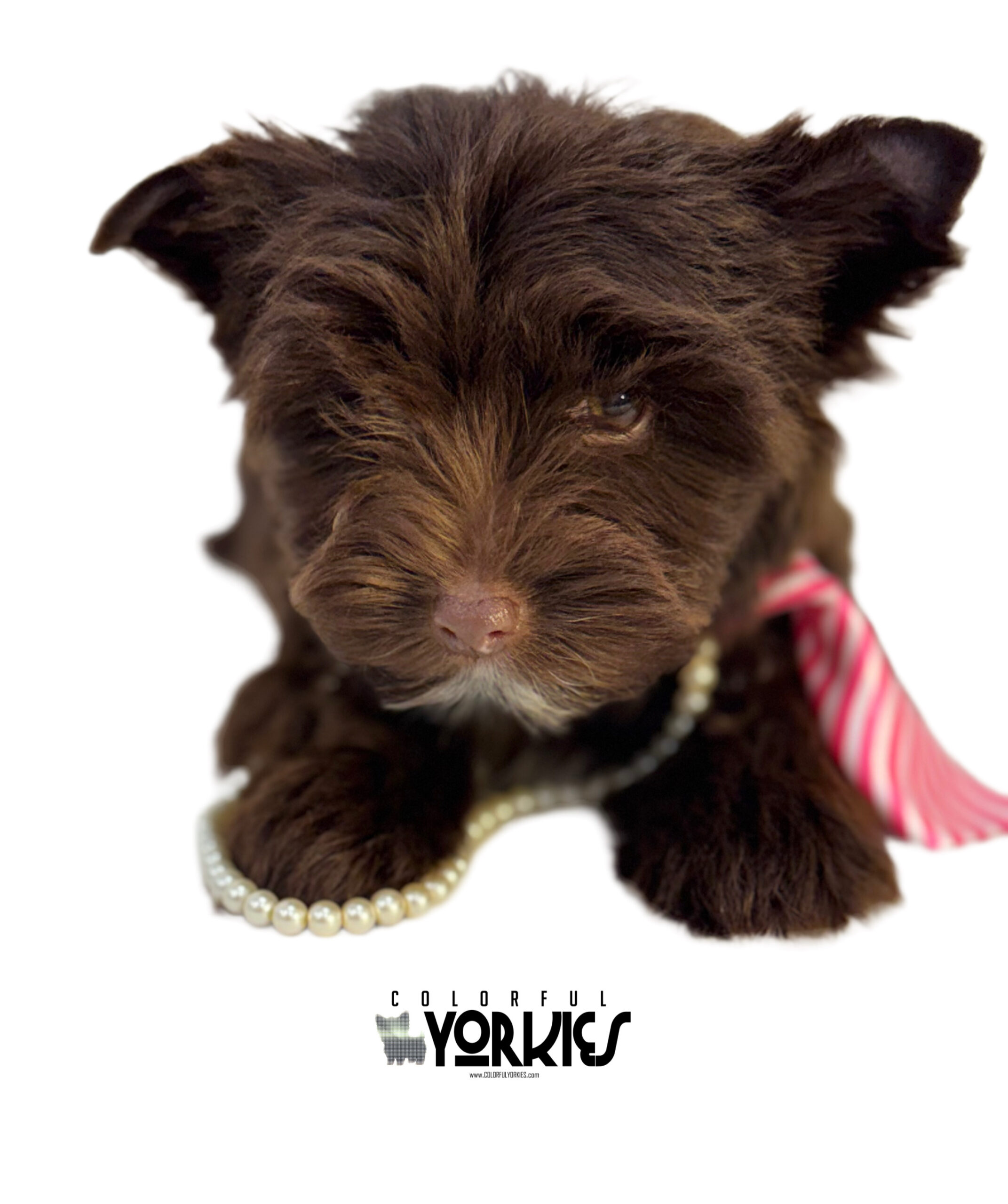 Extreme Dark Chocolate! Brandy - Image 5