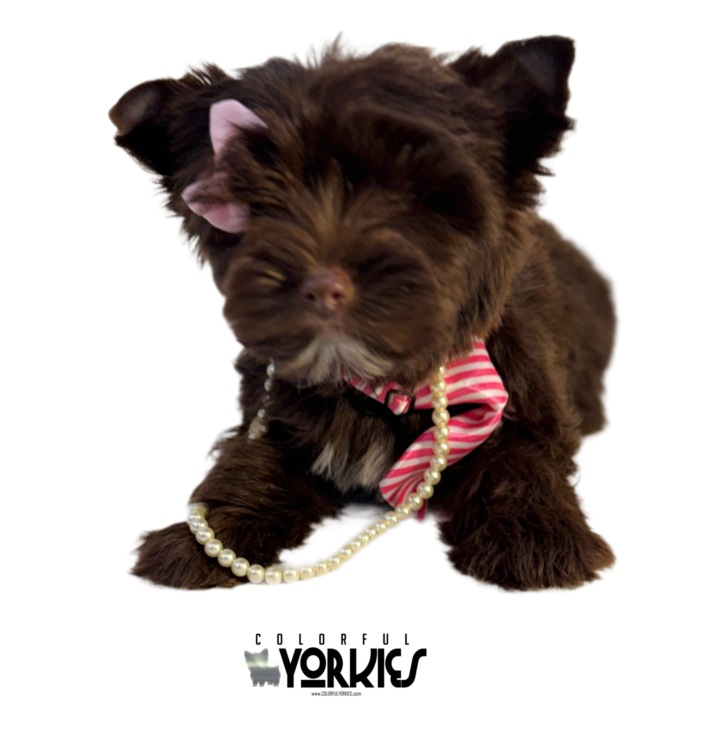 Extreme Dark Chocolate! Brandy - Image 3