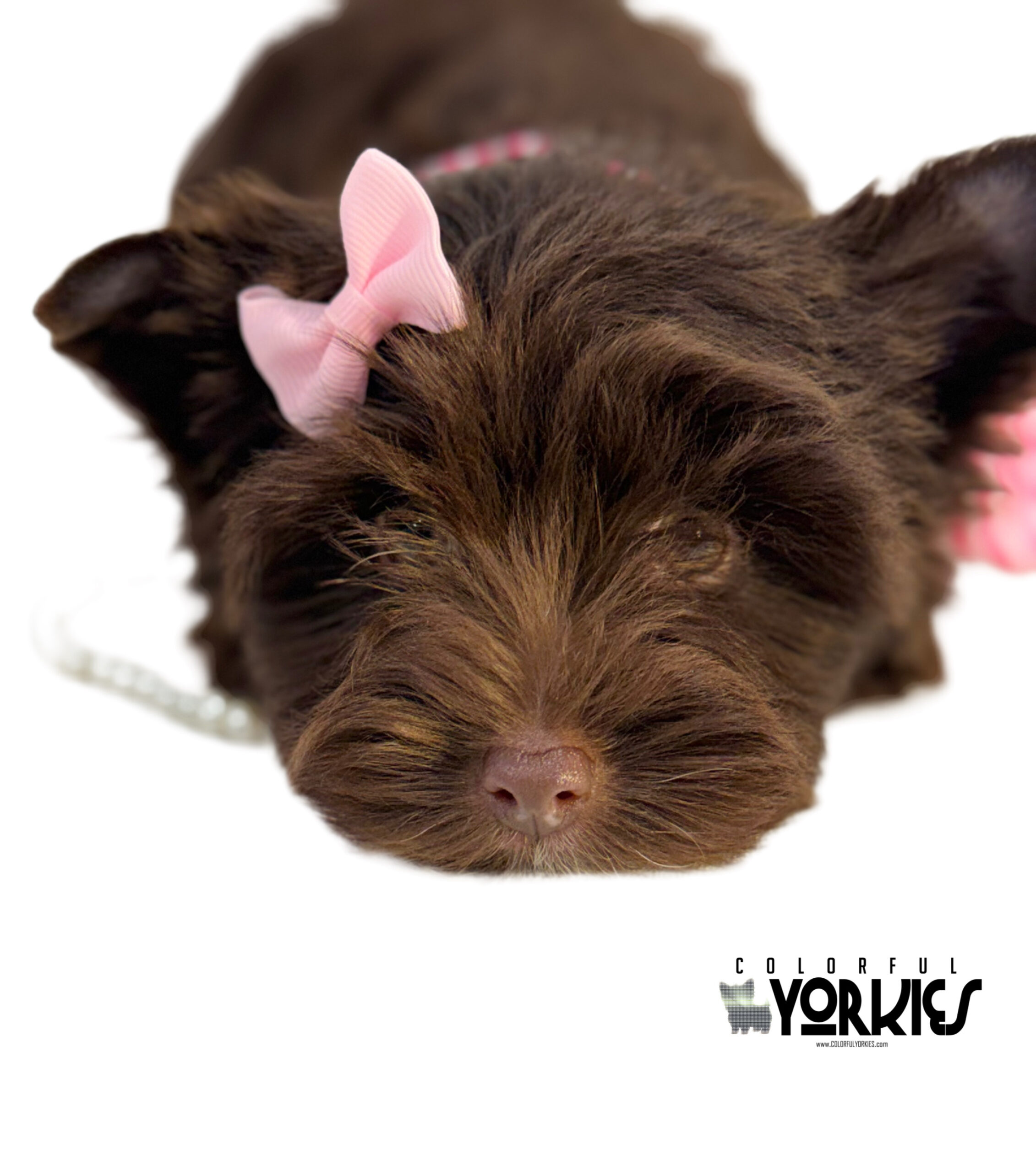 Extreme Dark Chocolate! Brandy - Image 6