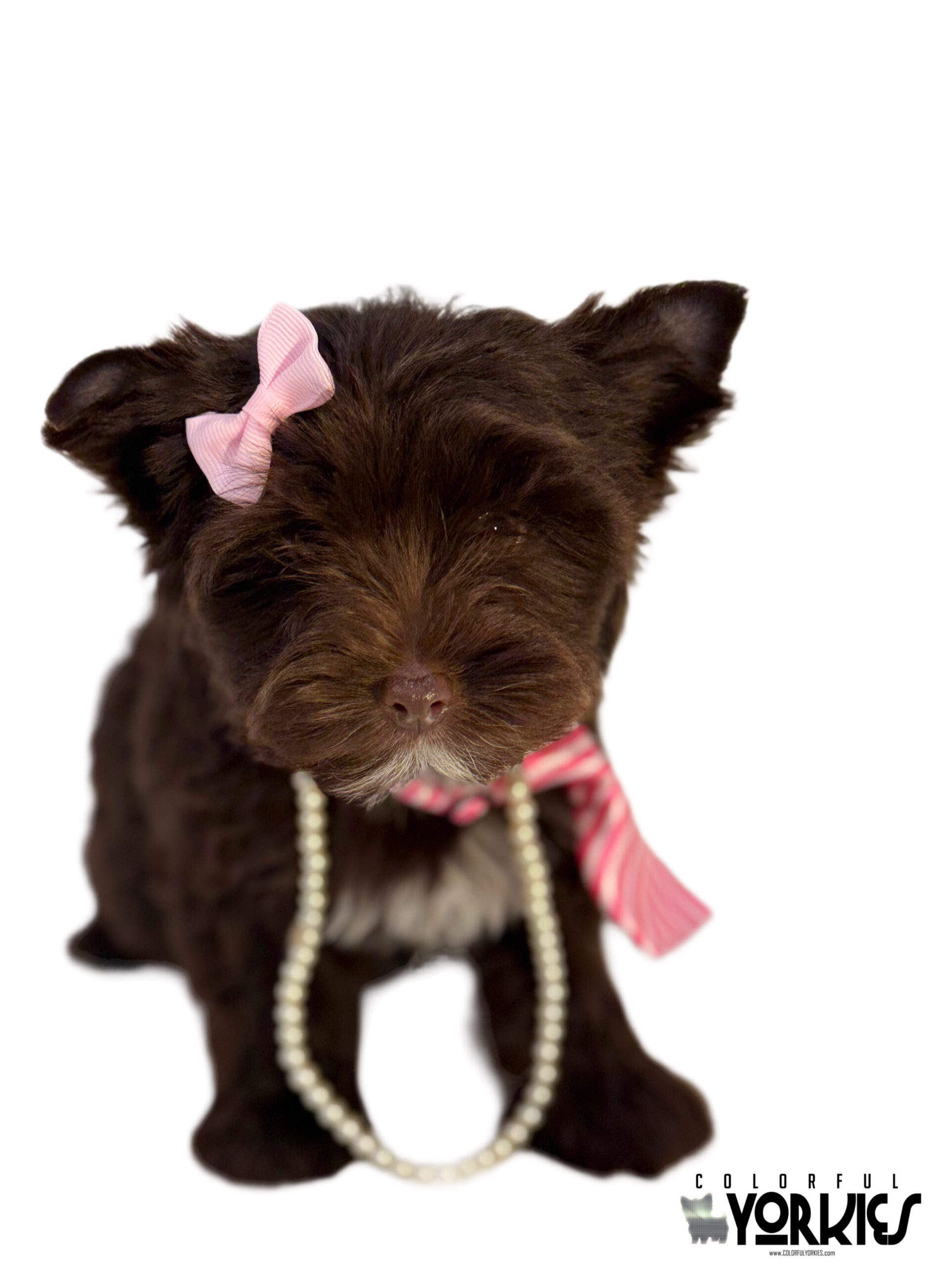 Extreme Dark Chocolate! Brandy - Image 8